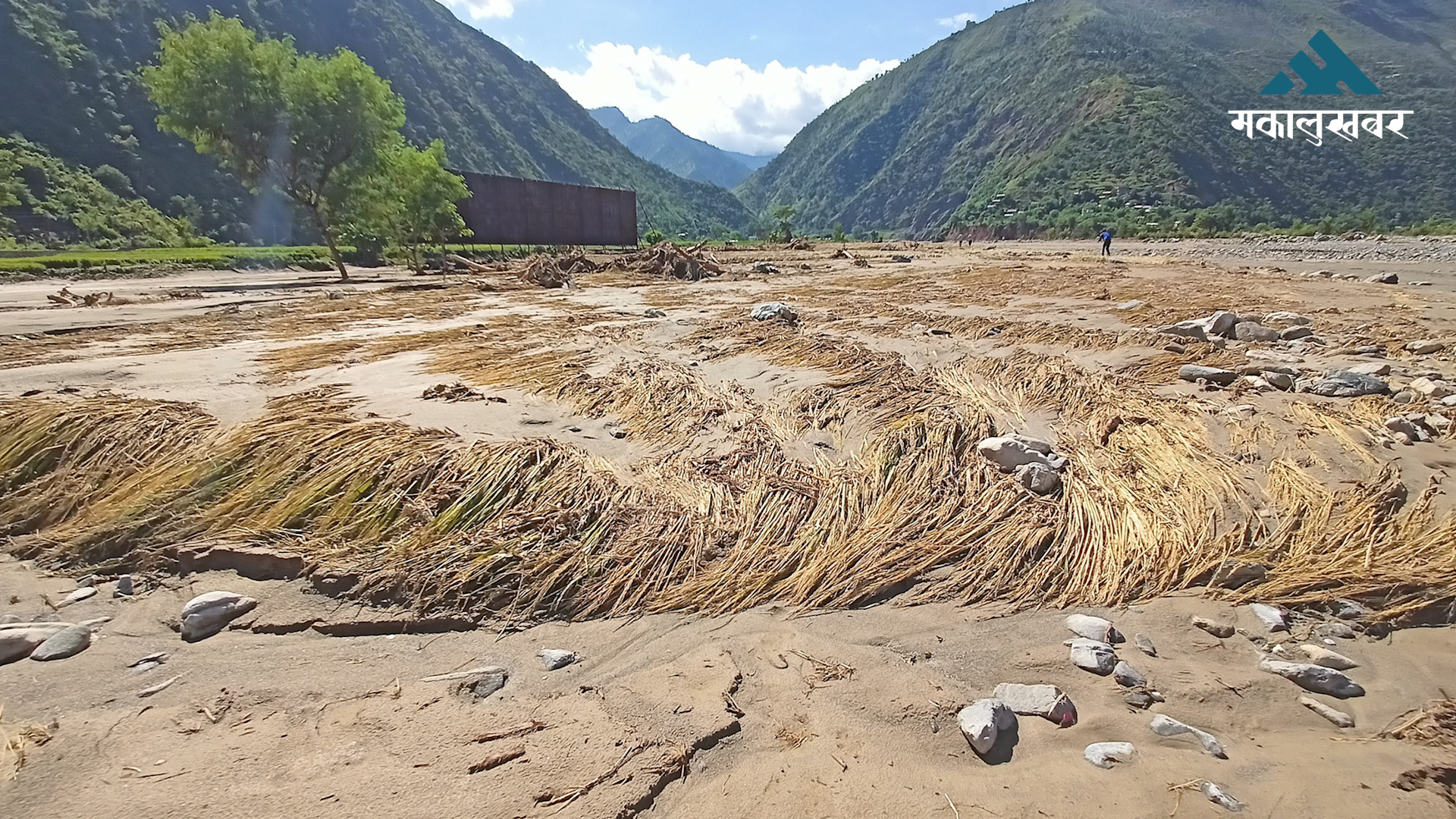 Flood damages around 100 bigha of paddy cultivation on eve of harvest-time in Sunsari