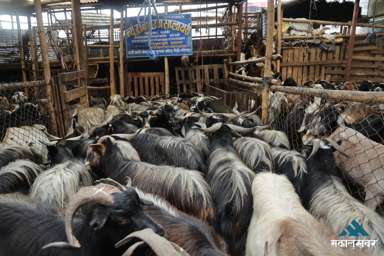 Goats & Chyangra sales open: What’s the price per kilogram?