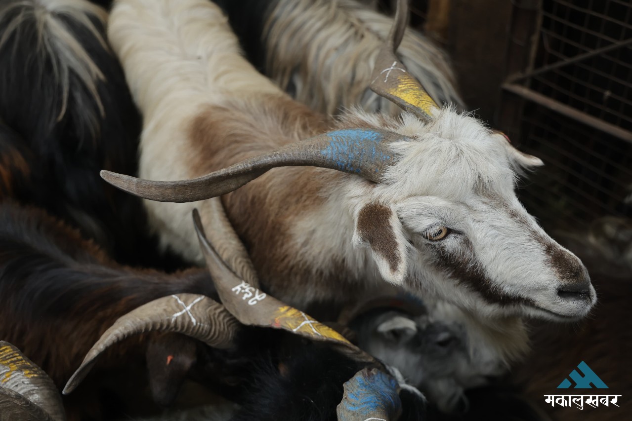 Mustang goats transported to Kathmandu in anticipation of Dashain festival (photos inside)