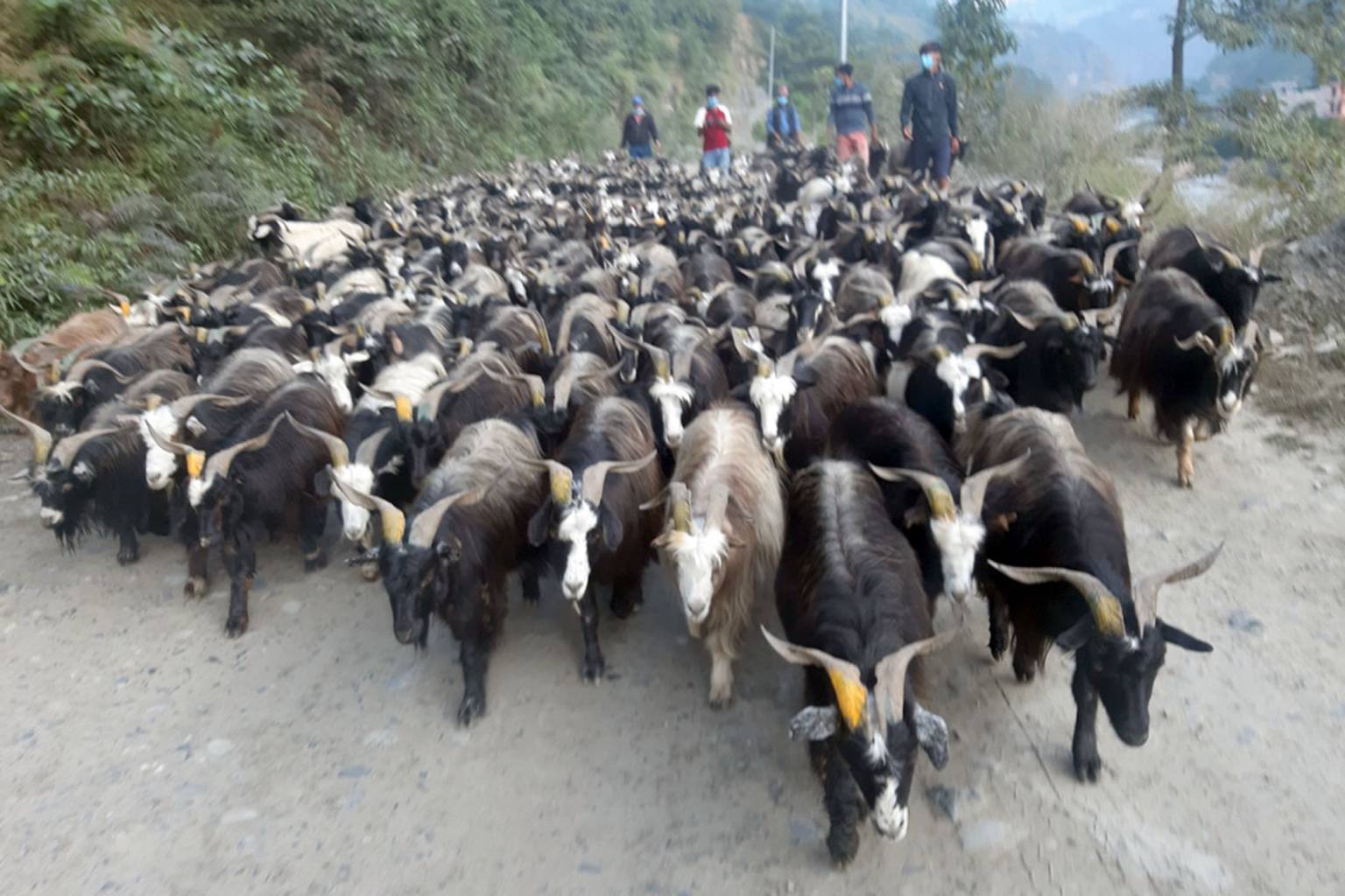 Sales of Himalayan goats earn Rs 160 million in Mustang