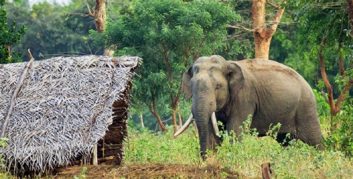 CNP alerts residents in Madi and Thori of Parsa to heightened risk from wild elephants