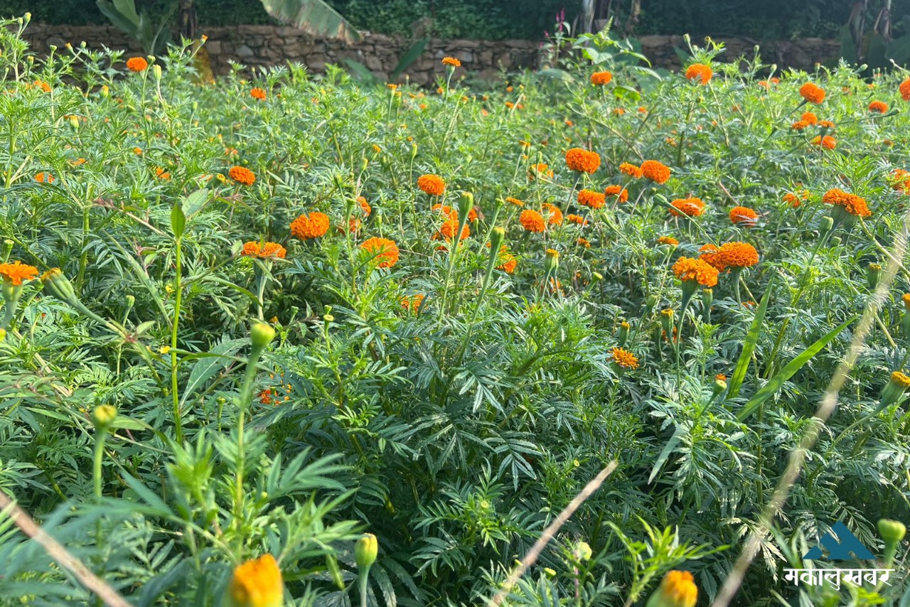 Marigolds in full bloom, welcoming Tihar festival (photos)