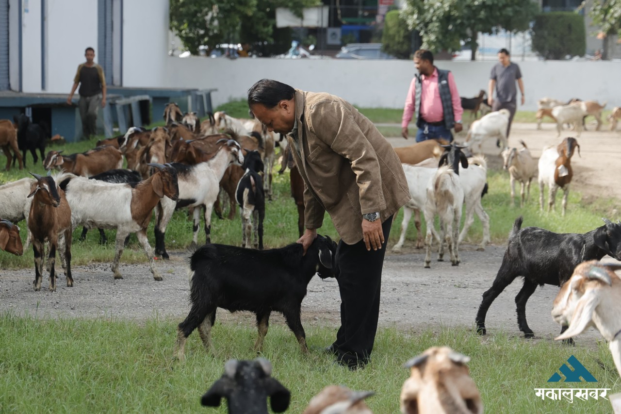 Food Management & Trading Company starts selling goats at discounted prices (photos)