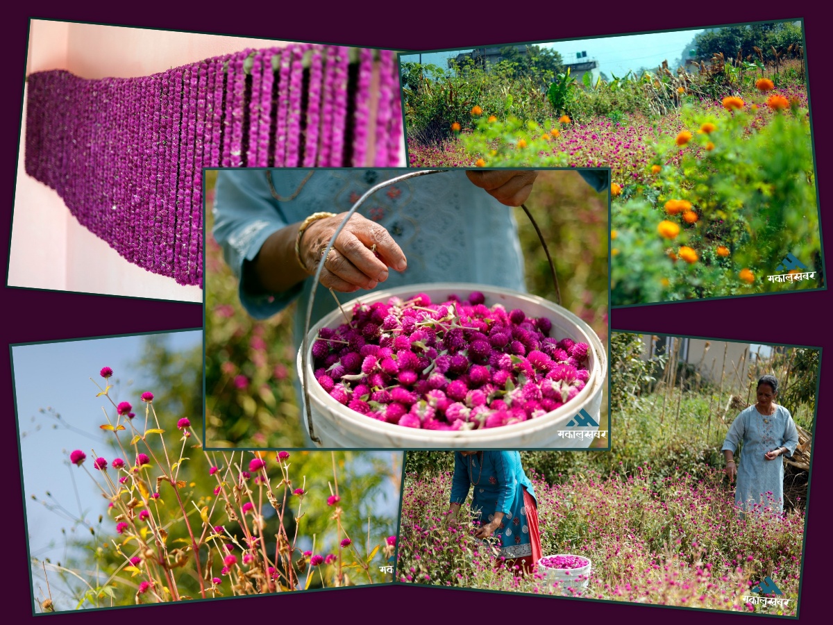 Gundu farmers busy harvesting makhamali flowers (photos)