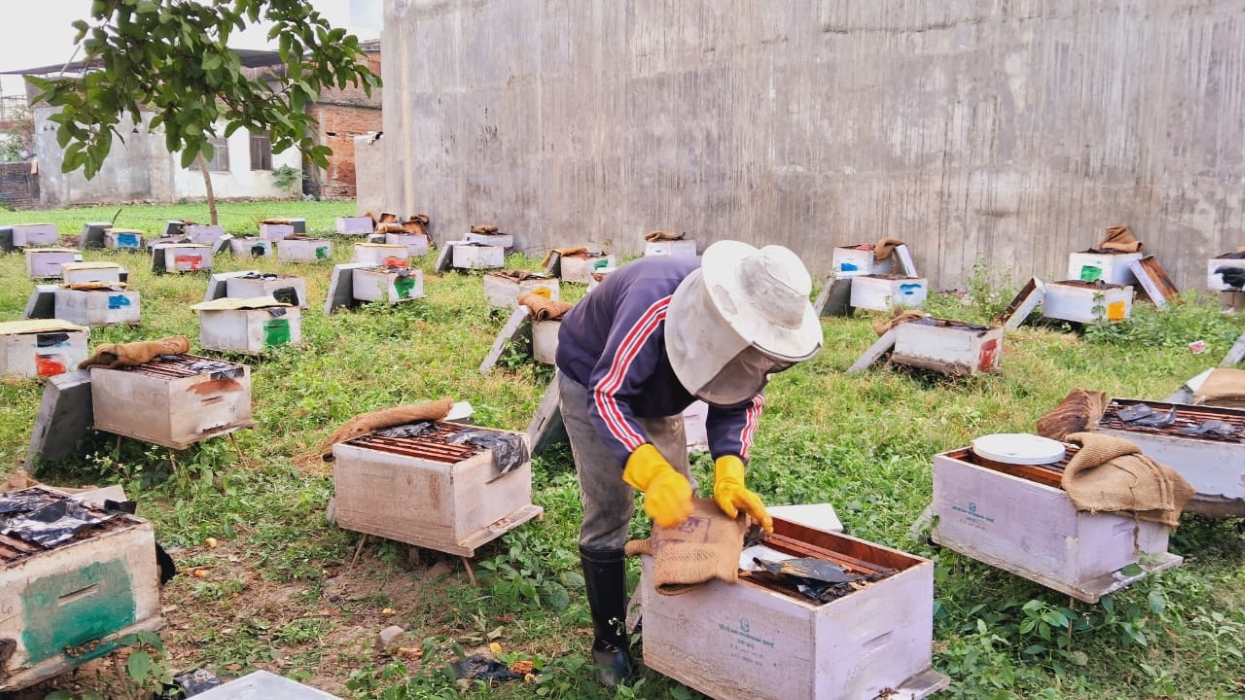 Beekeeping fetches handsome income for returnee migrant in Dang