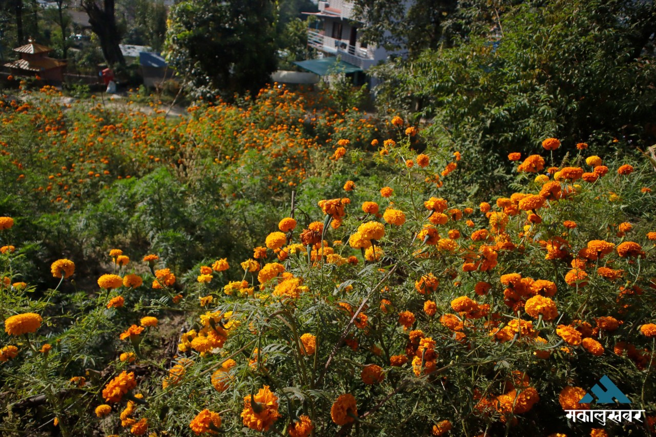 Flowers worth Rs 500 million sold during this year’s Tihar festival