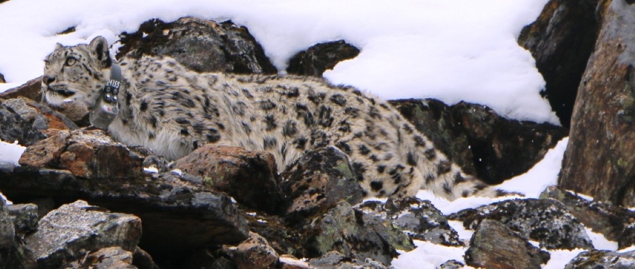 13 snow leopards recorded in Kanchenjunga Conservation Area