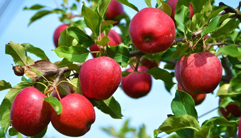 Jumla exports 9,400 metric tonnes of Apples valued at Rs 614.1 million