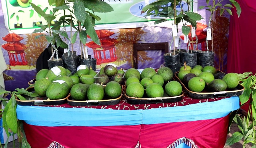 Dhankuta to host avocado & local products exhibition