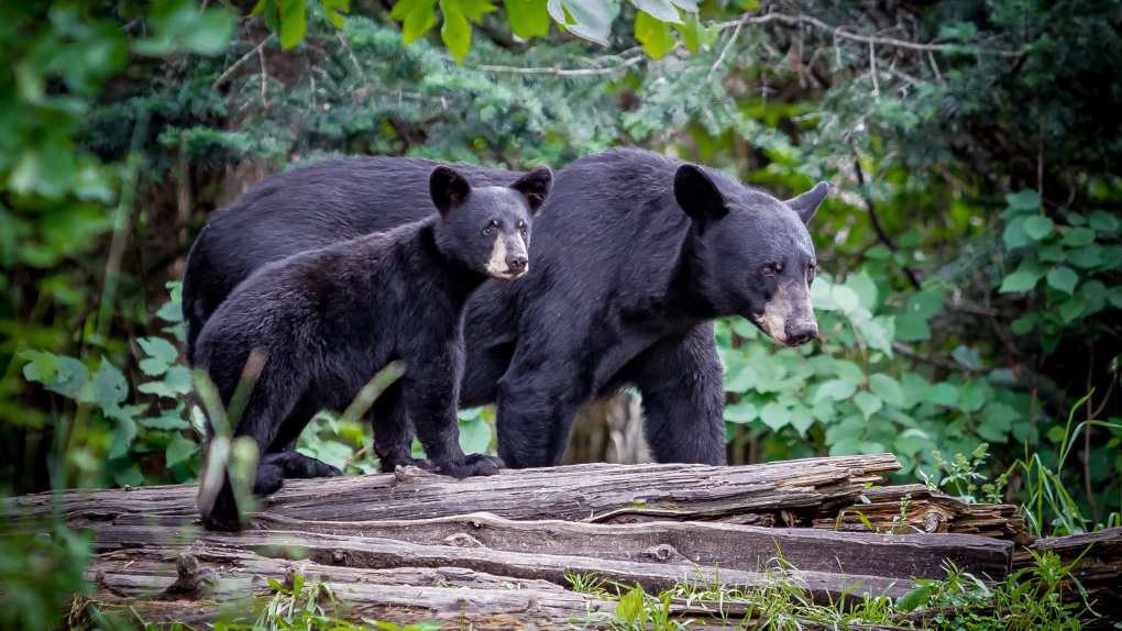 Afghan police arrest 2 hunters on charge of killing bear