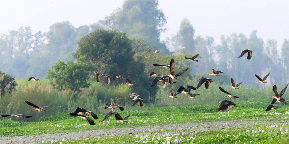 Migratory birds start flocking to Kailali-Kanchanpur’s wetlands