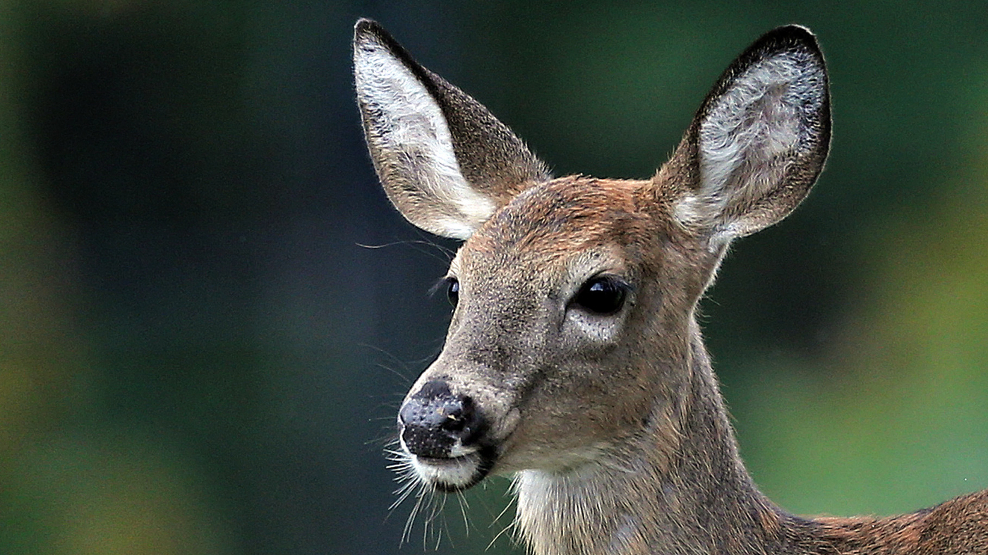 Deer at Laxmi Narayan shrine find new abode