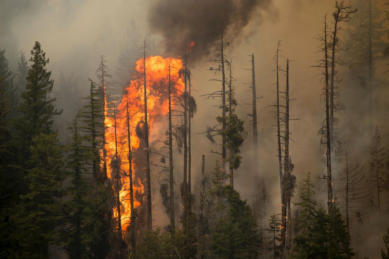 Syrian firefighters battling massive wildfire in Latakia forests