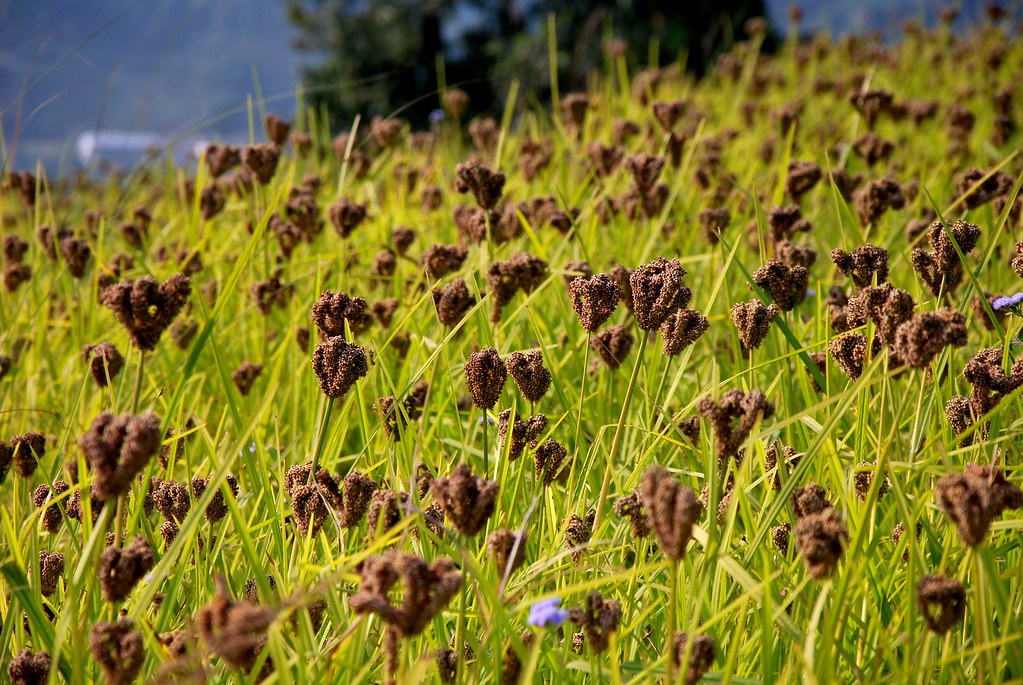 Millet test cultivation in Banke yields success