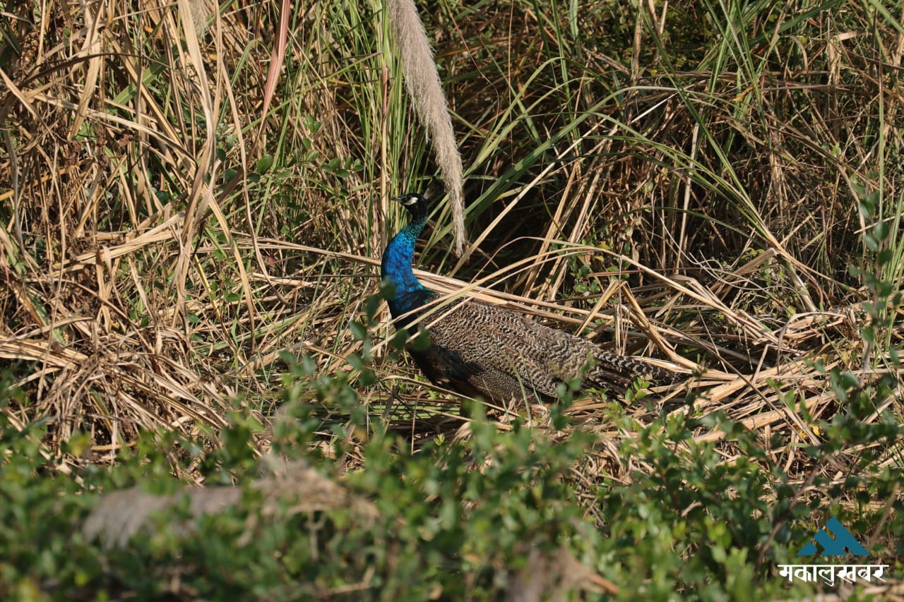 Wildlife tourism booms in Chitwan’s Kumroj Community Forest (photos)