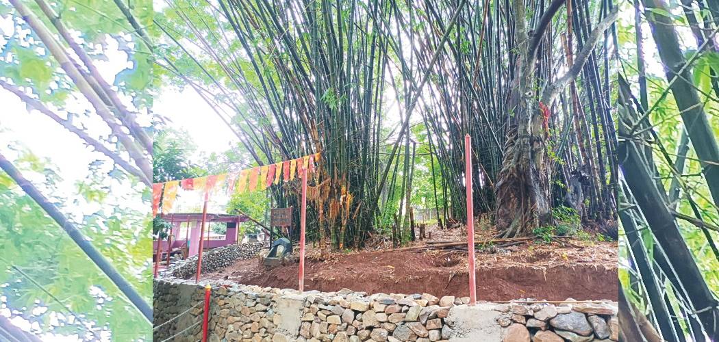 First National Bamboo Conference-2081 in Feb next year