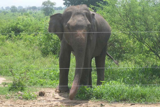 50 wild elephants electrocuted by this year in Sri Lanka