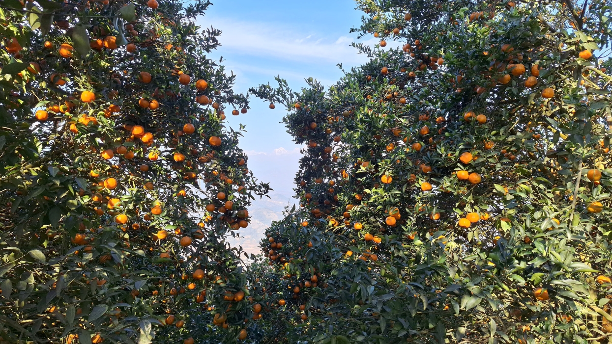 Farmers earning millions from orange sales