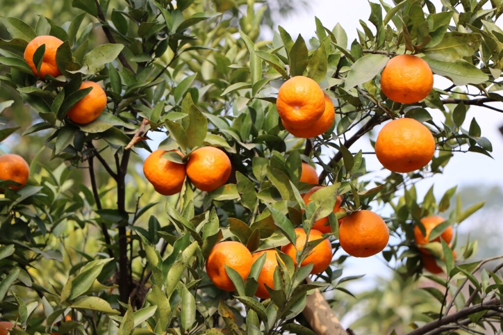 Orange production on the decline: impact of climate change – English ...