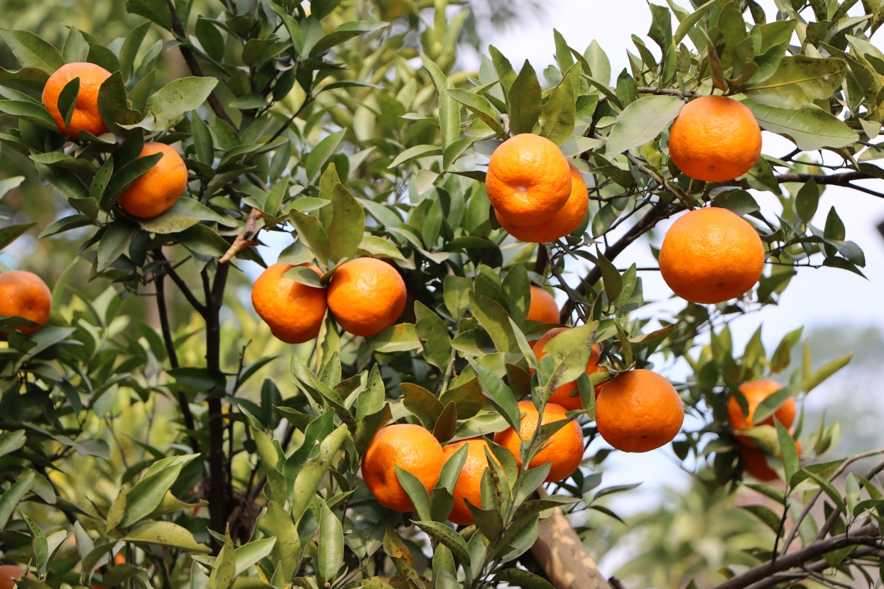 Orange sales in Sankhuwasabha exceed Rs 340 million this year