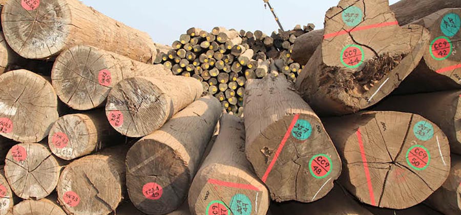 Myanmar seizes over 60 tons of illegal timbers