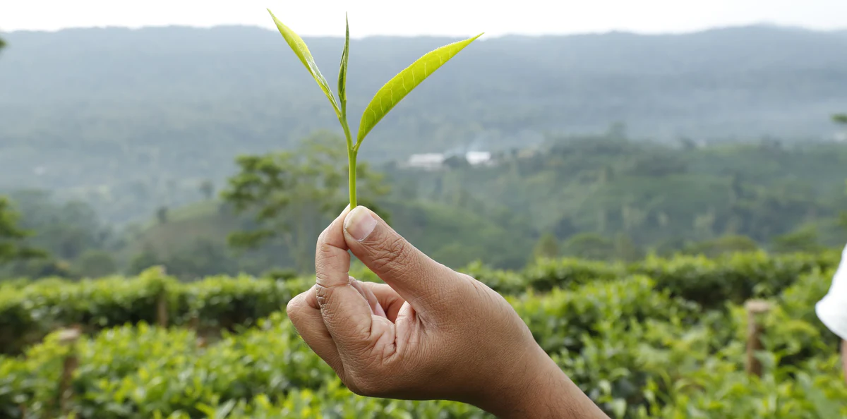 Afghanistan launches green tea plantation