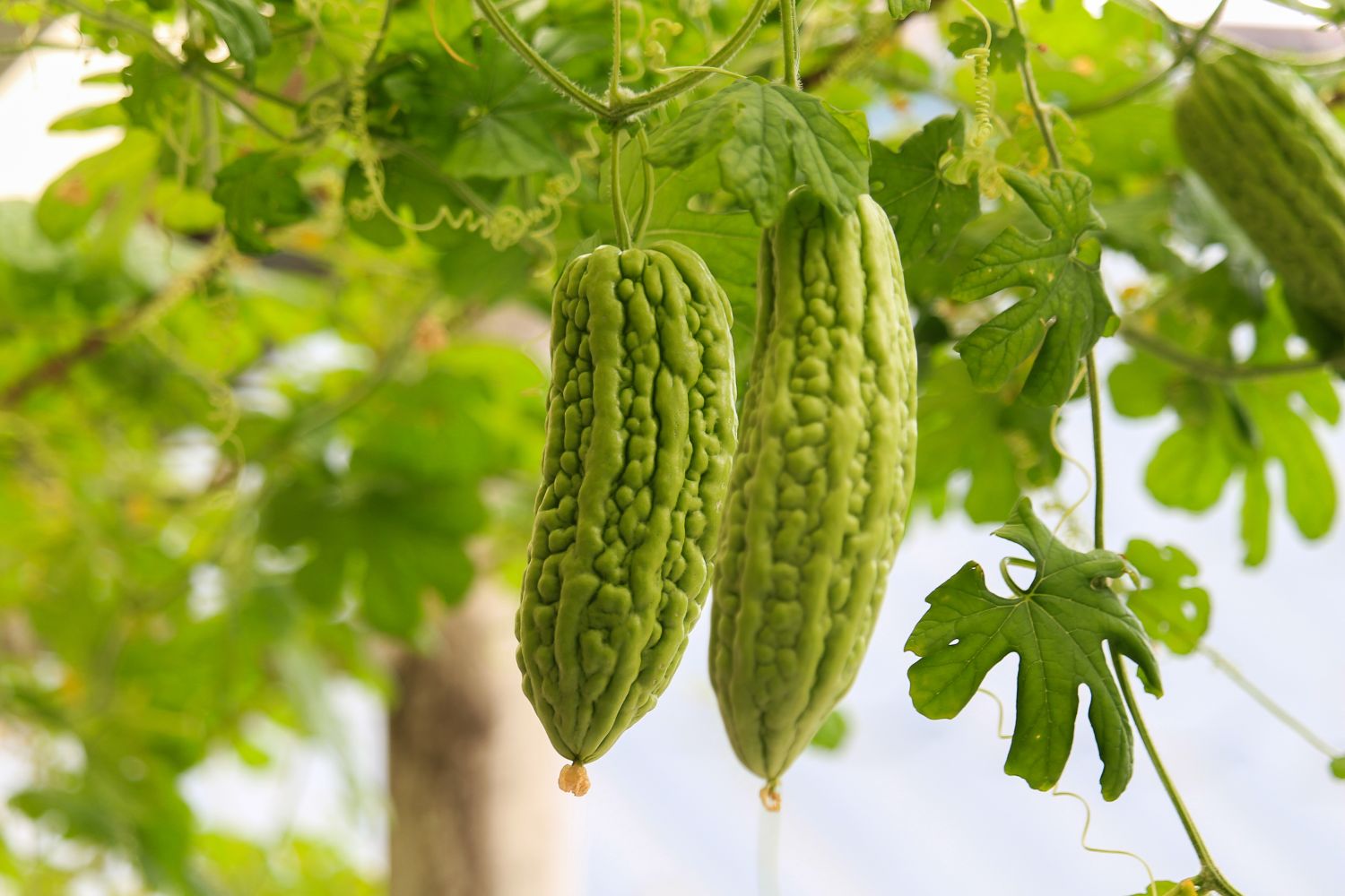 Farmers in Rong turn to bitter gourd farming