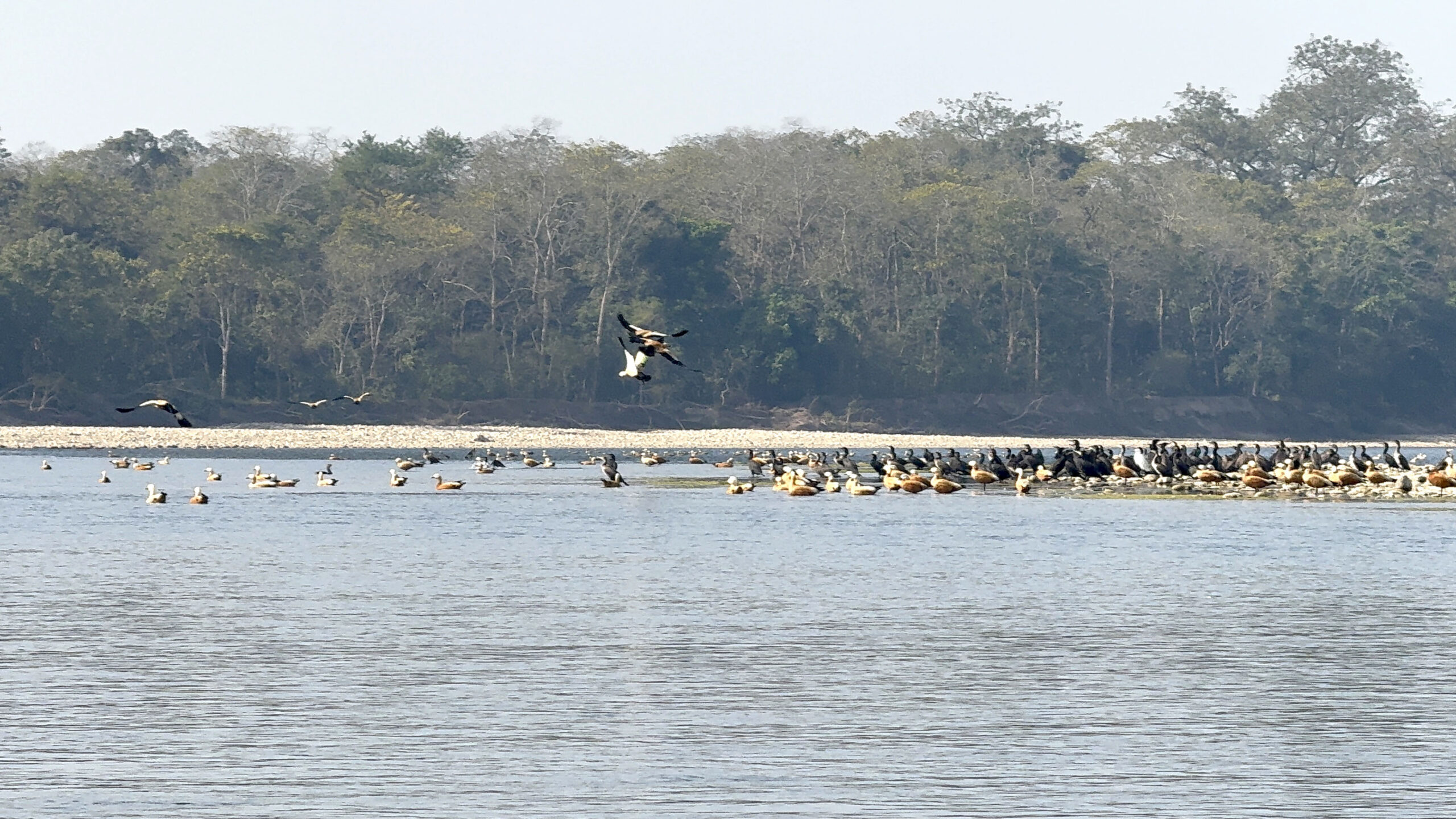 Fewer aquatic birds spotted around Narayani, Rapti rivers along CNP