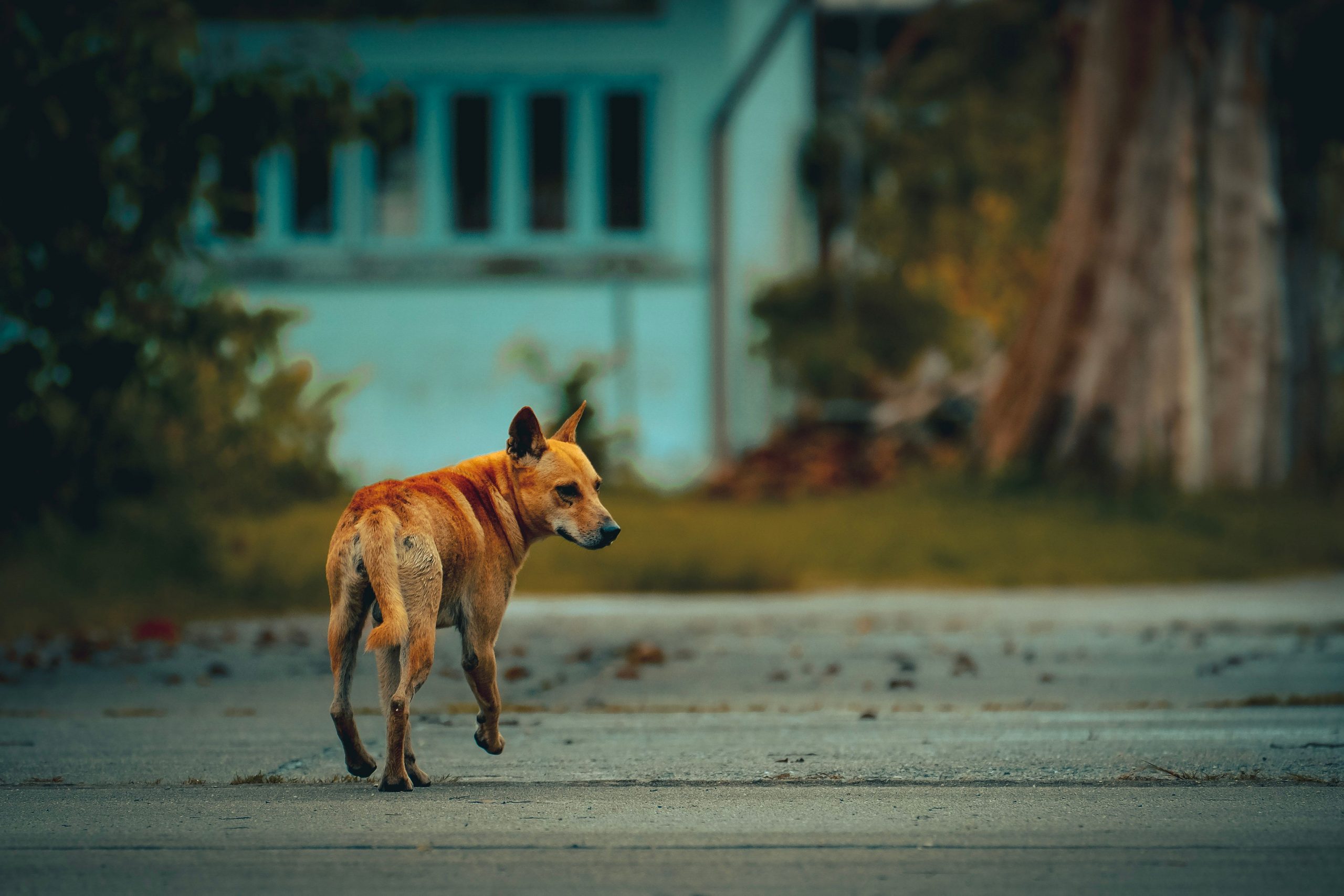 What to do when bitten by a street dog?