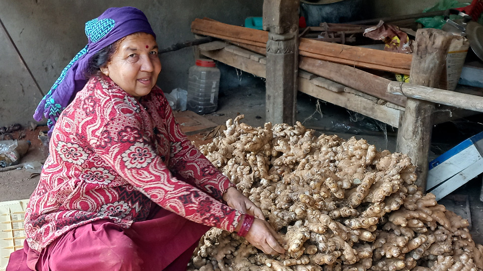 Karnali’s ginger reaches international market