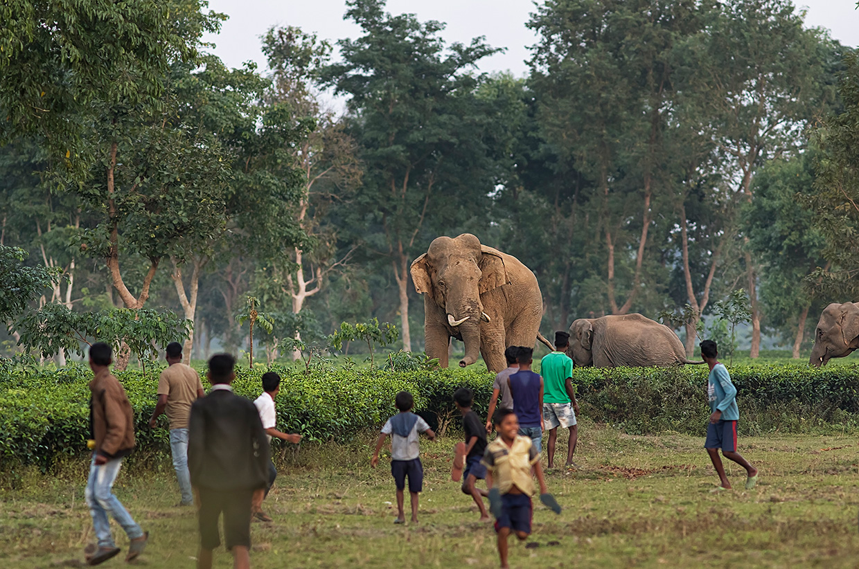 Tips for surviving an elephant attack or chase in the forest