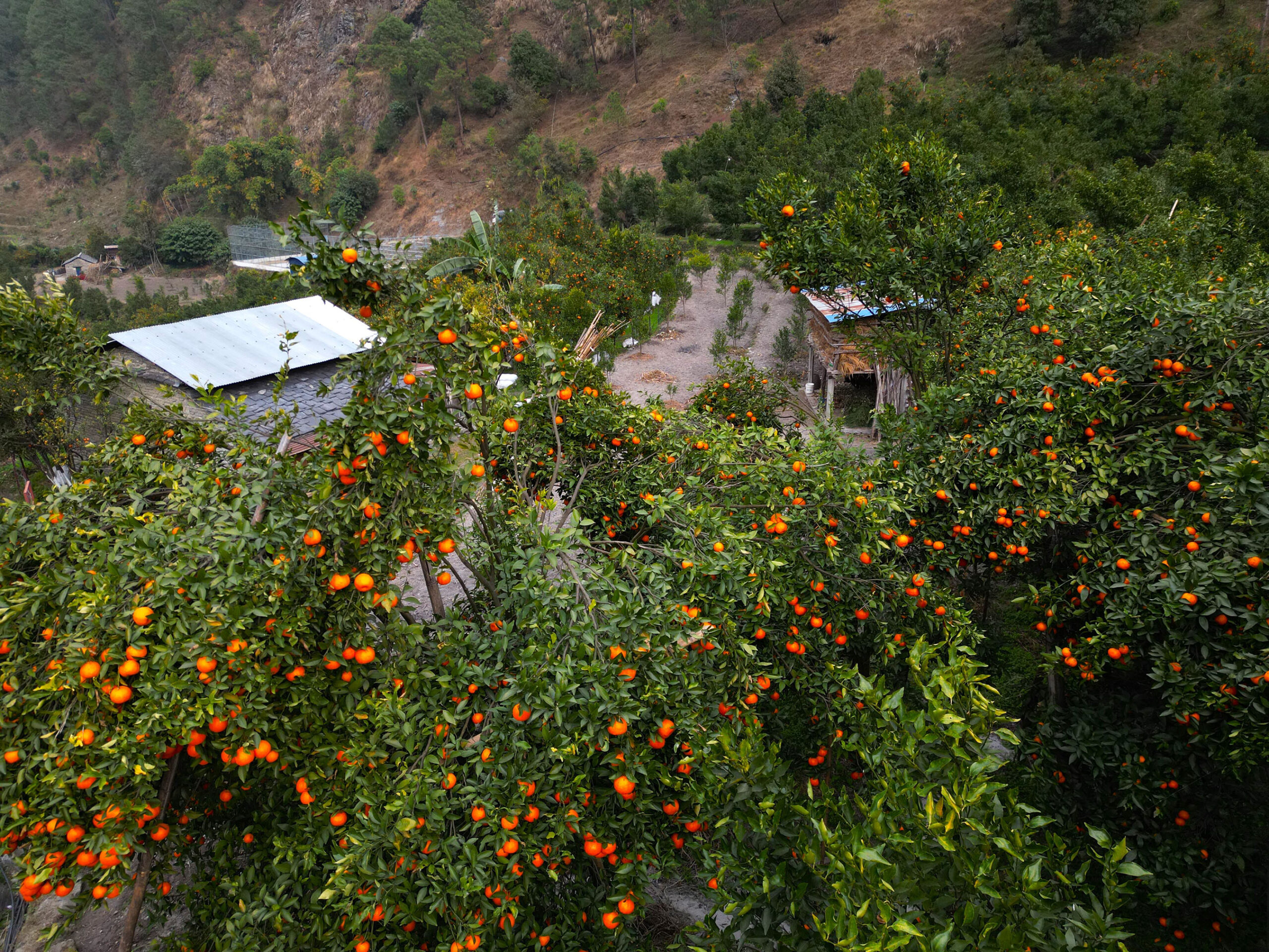 Baglung’s orange production valued at Rs 264.6 million despite decline