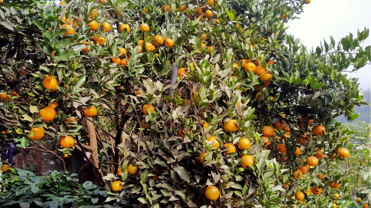 Syangja earns over Rs 1.12 billion from orange sales this year