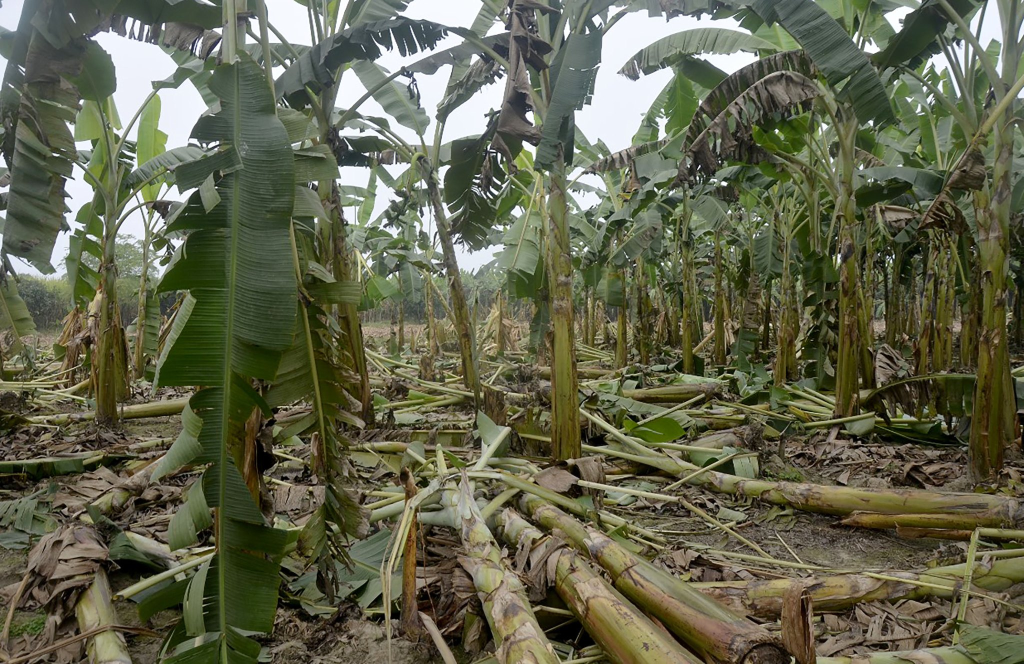 Locals panicked after marauding elephants stalk Rautahat villages