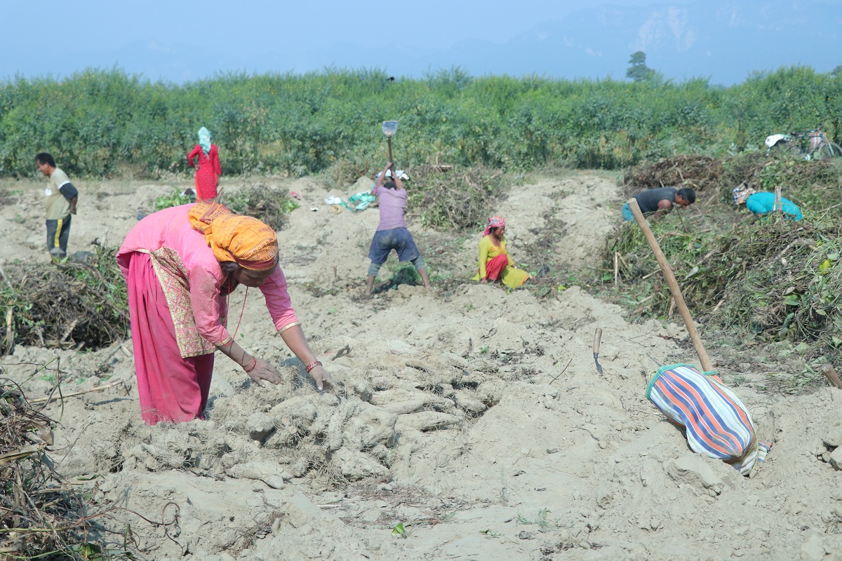 Farmers busy in harvesting yams ahead of Maghe Sankranti