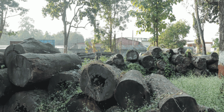 Wood worth Rs 70 million decaying at forest office