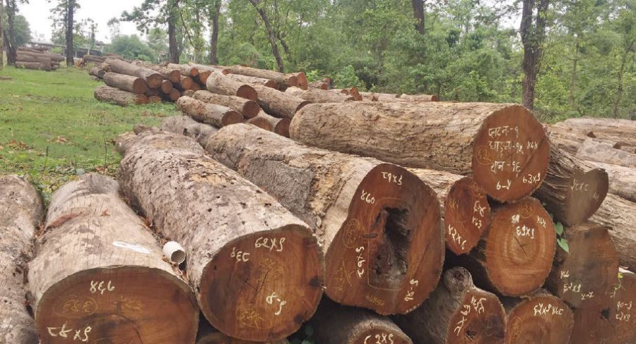 Wood worth Rs 70 million decaying at forest office