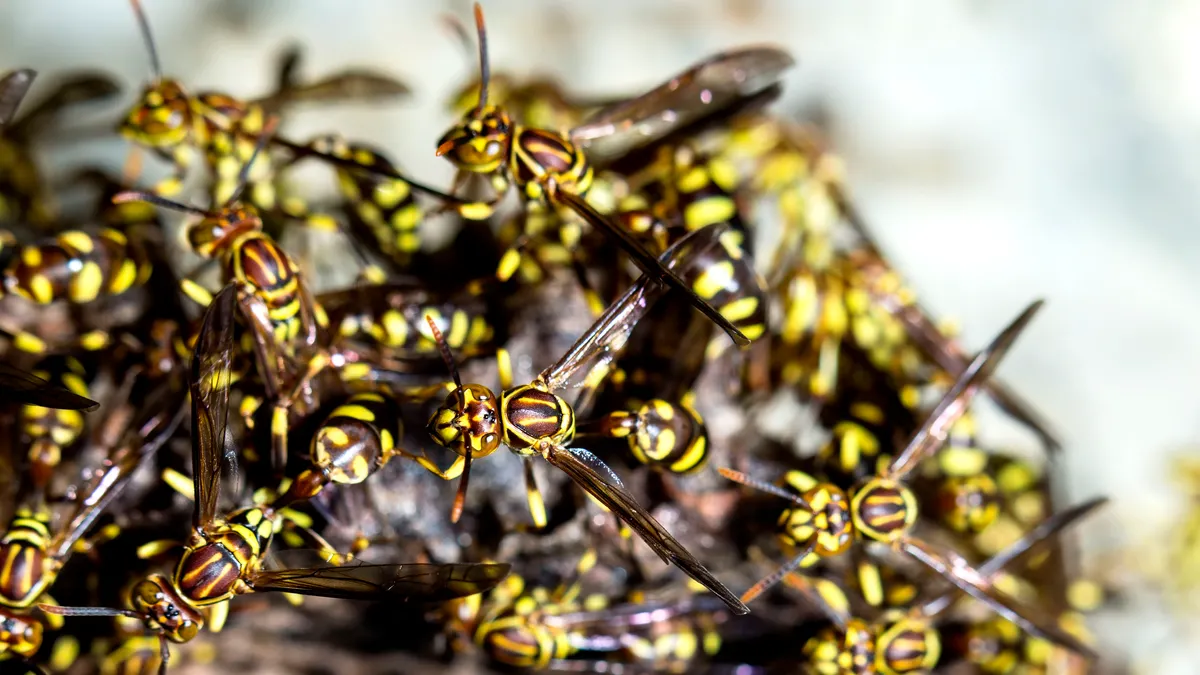 Survival guide: What to do when attacked by a swarm of wasps