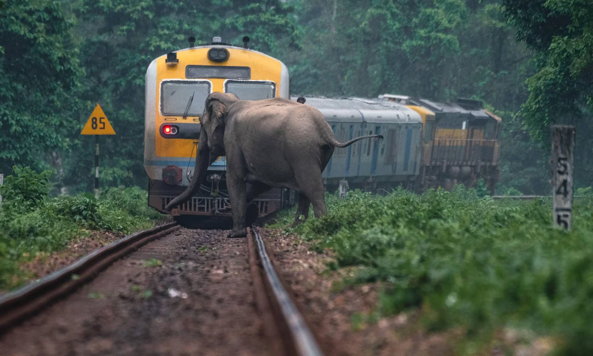 Six wild elephants killed in collision with train in Sri Lanka