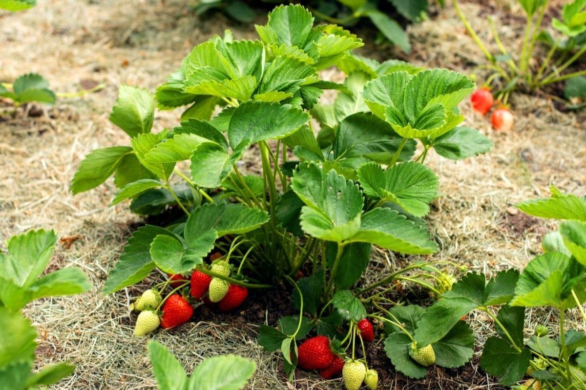 Commercial strawberry farming gaining ground in Dang