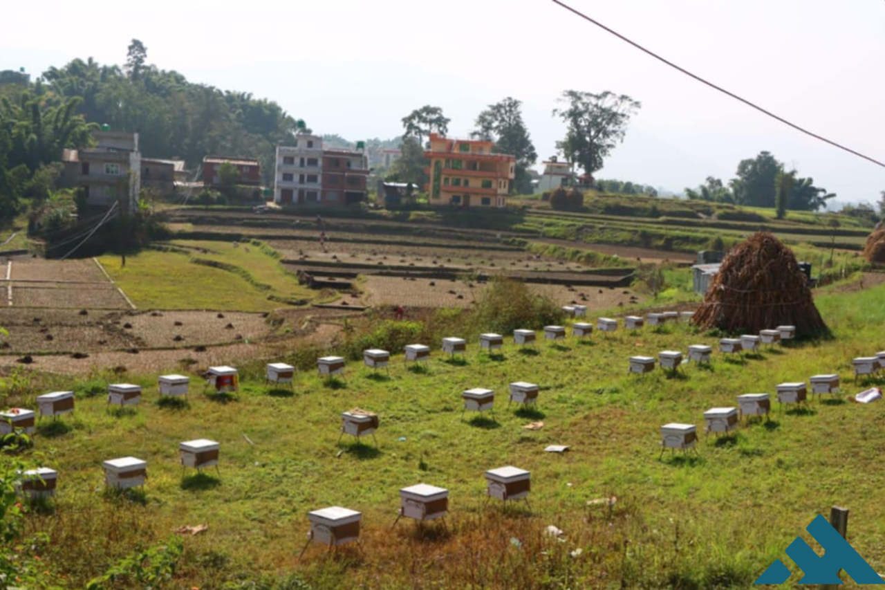 Tropilaelaps mite detected in beehives for first time in Nepal