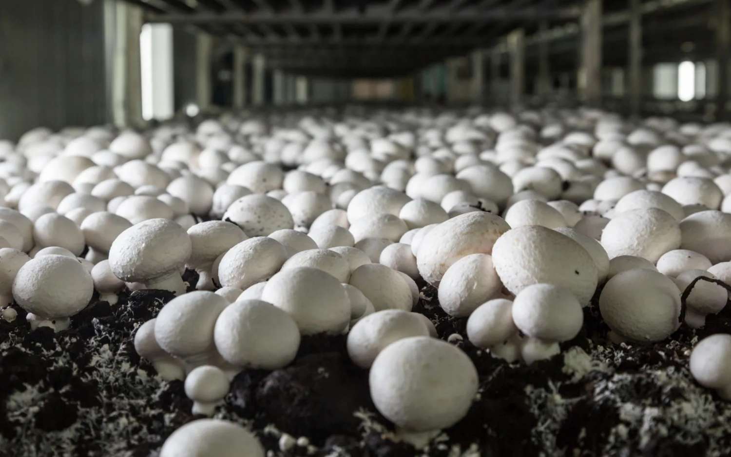 Mushroom industry opened