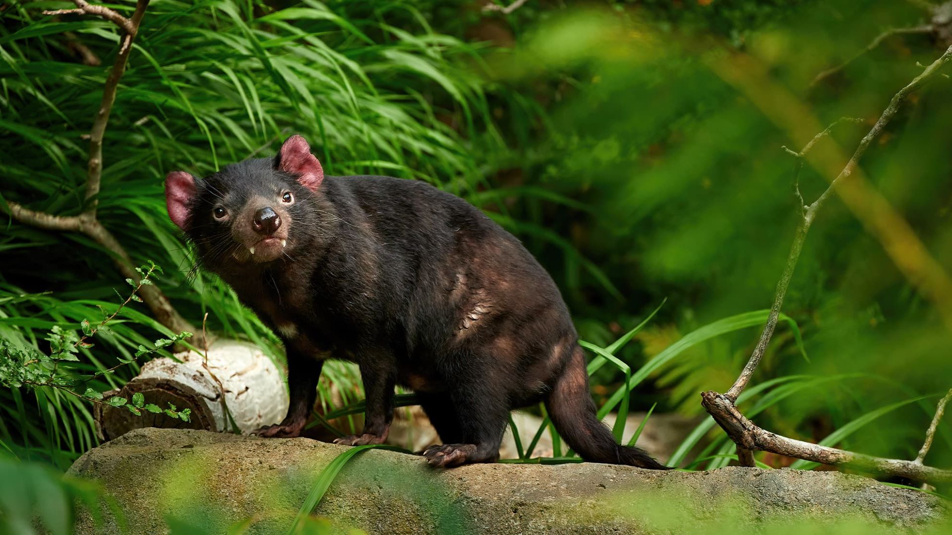 Study shows endangered Australian species threatened by rat bait