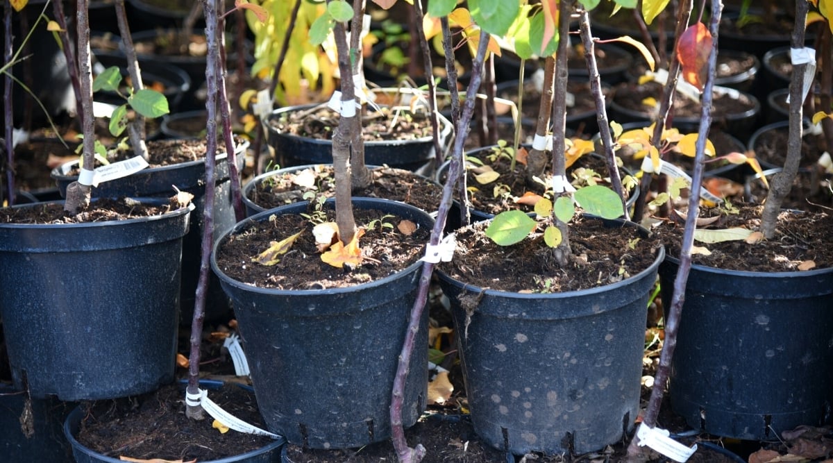 Apple seedlings distributed to farmers in Dolpa