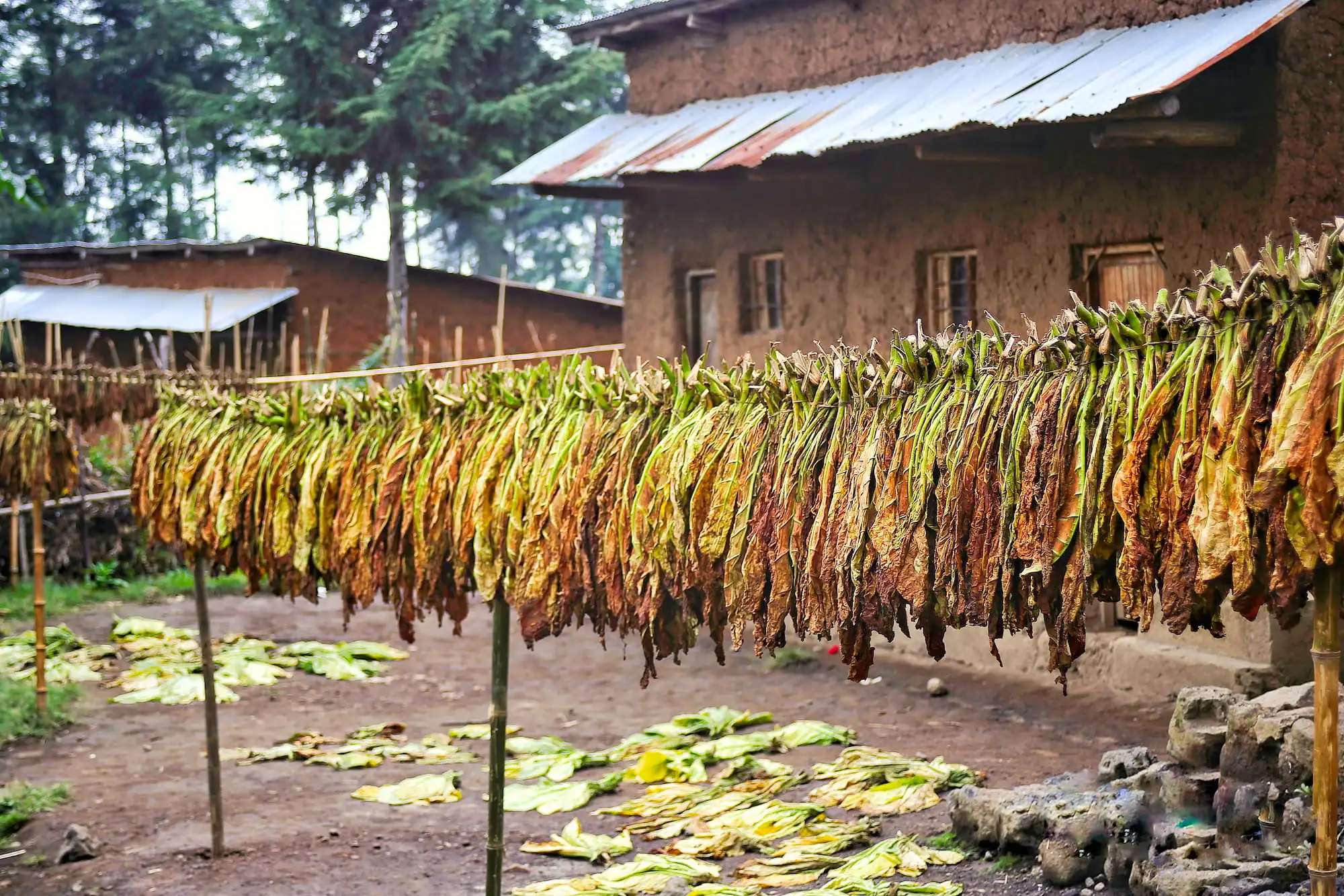 Farmers get good income from tobacco farming in Mahottari