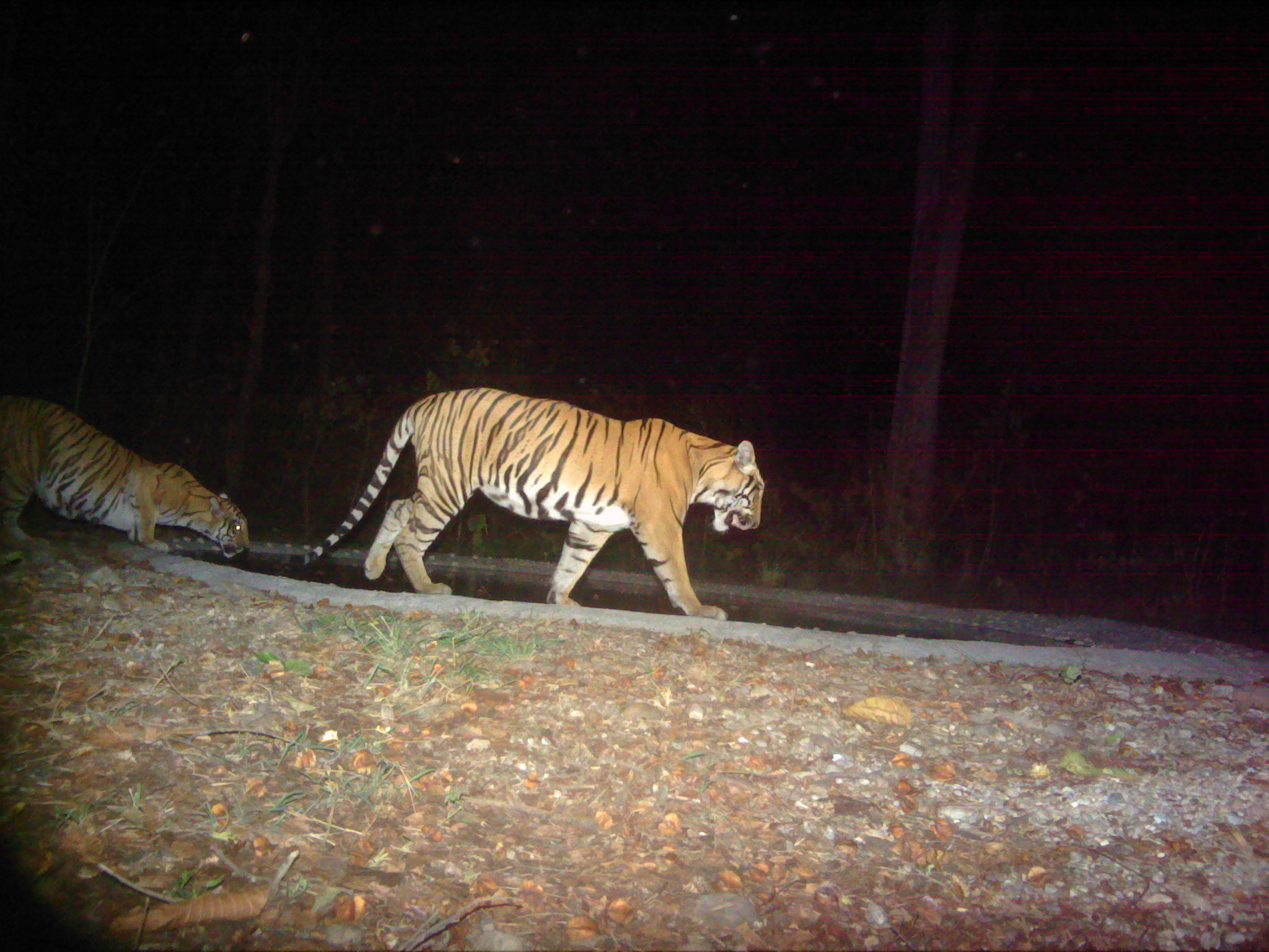 Camera Trapping to Monitor Tigers in Parsa forests