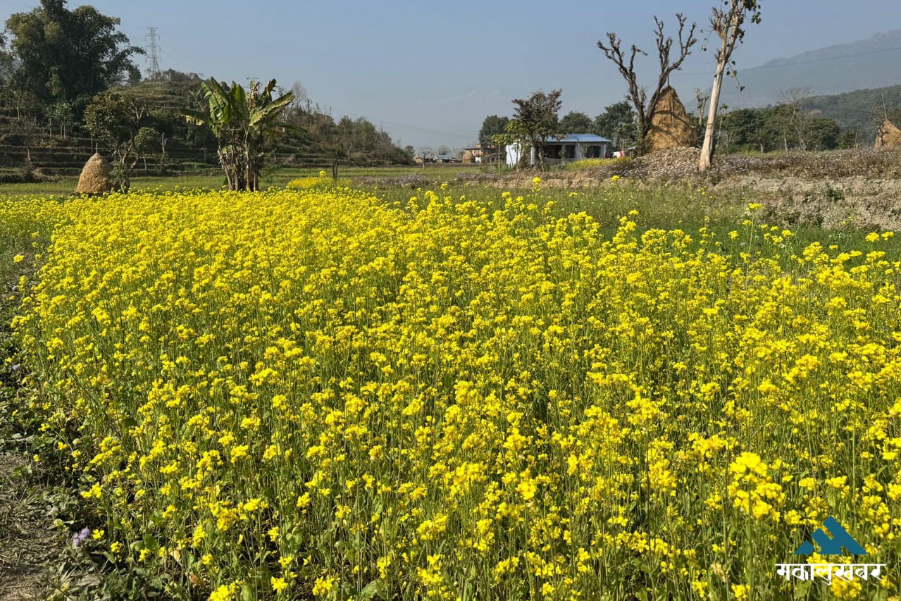 Mustard fields blooming across villages (photos)