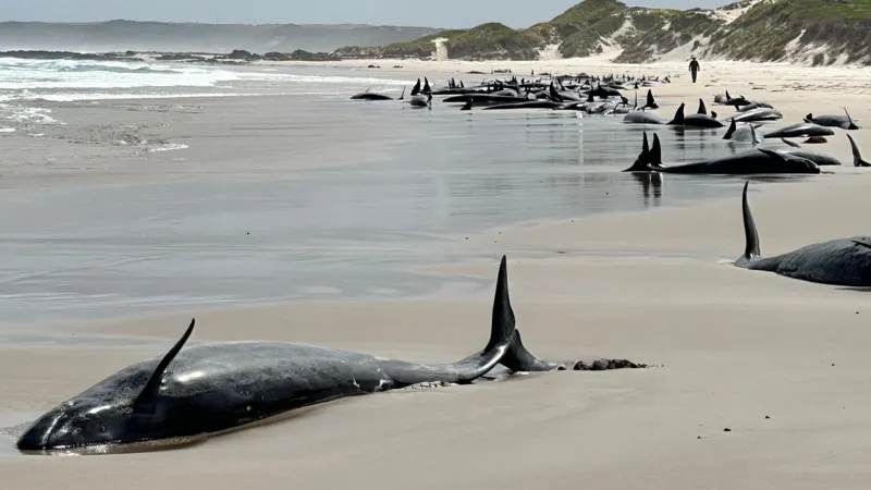 More than 150 whales stranded on remote Australian beach