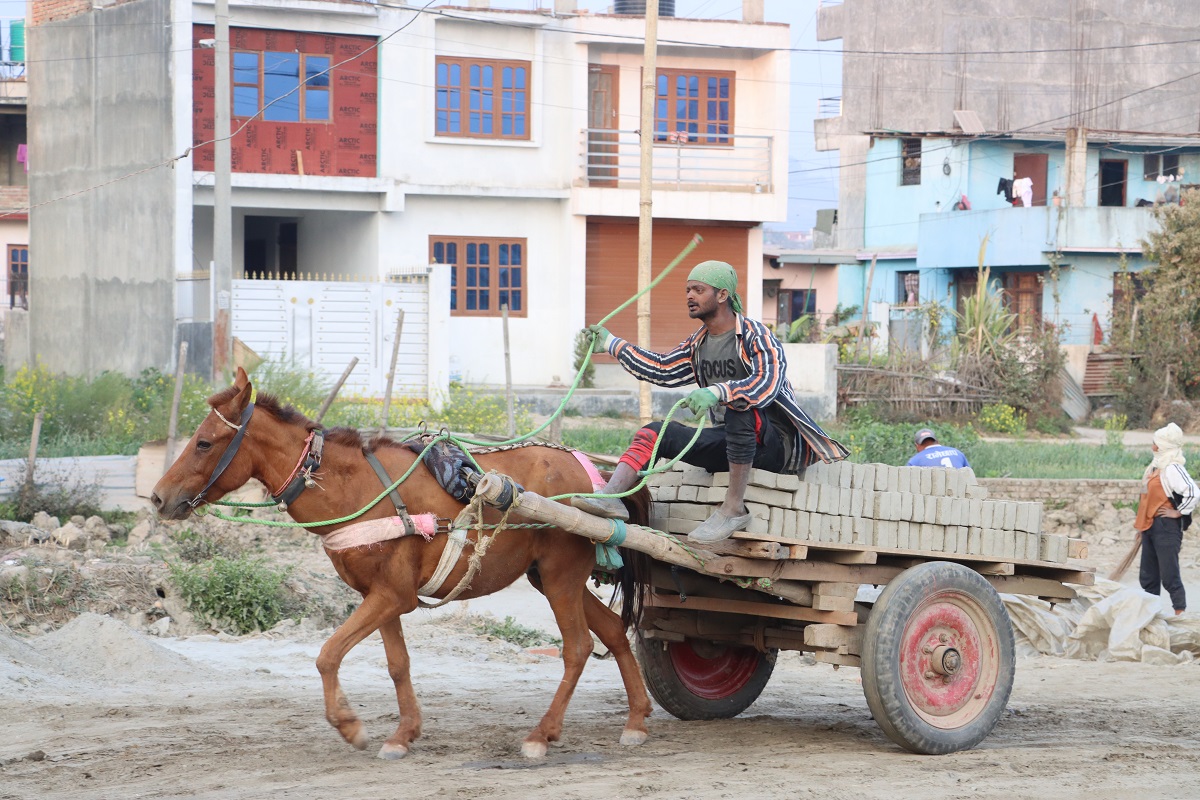 Nepalgunj laborer’s 35-year journey in brick kilns with mules