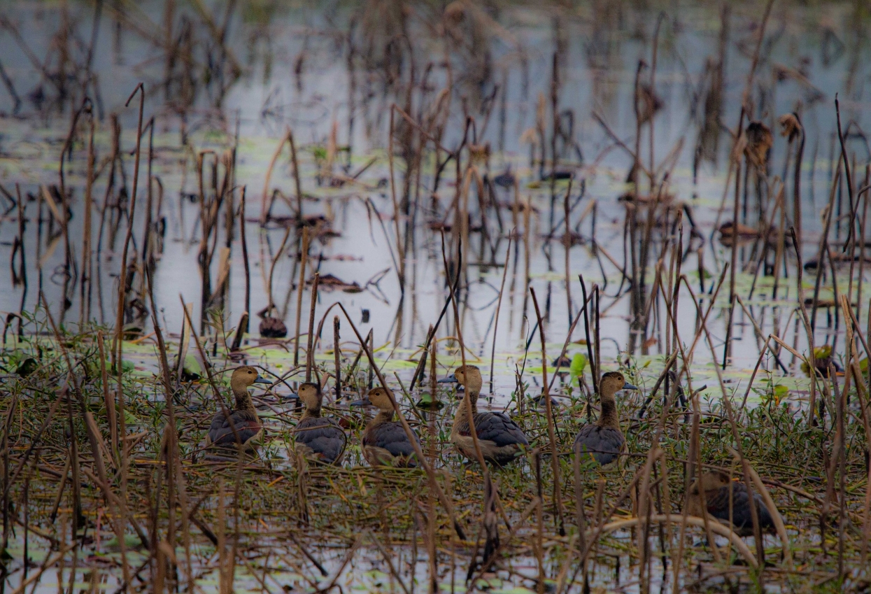 32 species of migratory aquatic birds recorded in Banke